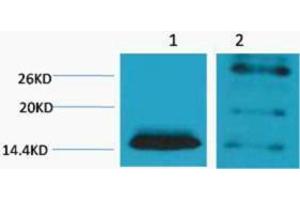 Western Blotting (WB) image for anti-Histone H2B (2meLys5) antibody (ABIN3181329) (Histone H2B Antikörper  (2meLys5))