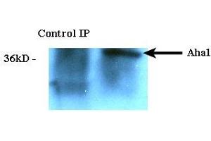 Immunoprecipitation analysis using Rat Anti-Aha1 Monoclonal Antibody, Clone 25F2. (AHSA1 Antikörper)
