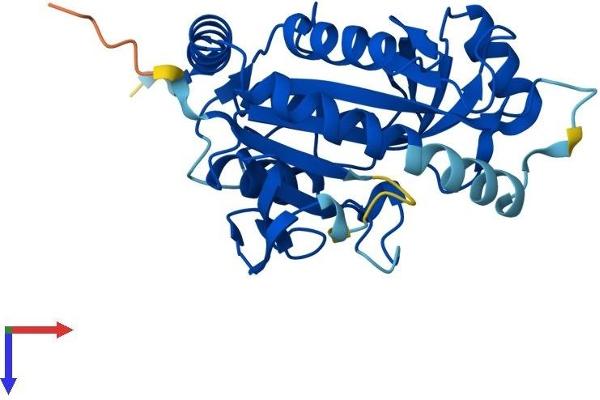 MTAP Protein (AA 1-283) (His tag)