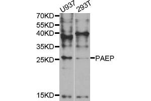 Western blot analysis of extracts of various cell lines, using PAEP antibody (ABIN5973374) at 1/1000 dilution. (PAEP Antikörper)