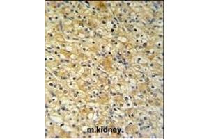 NAT8 Antibody (Center) (ABIN651148 and ABIN2840099) IHC analysis in formalin fixed and paraffin embedded mouse kidney tissue followed by peroxidase conjugation of the secondary antibody and DAB staining. (NAT8 Antikörper  (AA 110-138))