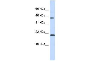 CHRAC1 antibody used at 1. (CHRAC1 Antikörper  (N-Term))