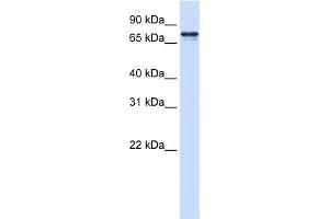 WB Suggested Anti-SRP68 Antibody Titration:  0. (SRP68 Antikörper  (N-Term))
