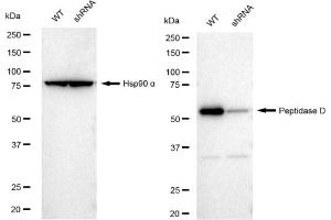 anti-Peptidase D (PEPD) antibody