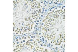 Immunohistochemistry of paraffin-embedded mouse testis using SLC1A4 antibody (ABIN6292419) at dilution of 1:100 (40x lens). (SLC1A4 Antikörper)