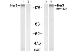 Western blot analysis of extracts from H (ERBB3 Antikörper)