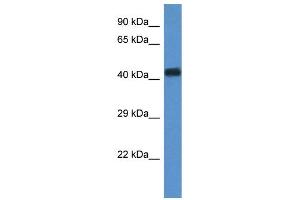 WB Suggested Anti-WDR77 Antibody Titration: 0. (WDR77 Antikörper  (N-Term))