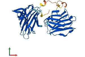 AlphaFold protein structure predicition of Human Recombinant LGALS8 Protein, UniprotID O00214