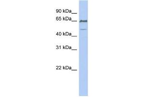 WB Suggested Anti-DGCR2 Antibody Titration:  0. (DGCR2 Antikörper  (N-Term))