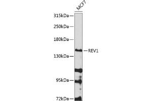 Western blot analysis of extracts of MCF-7 cells, using REV1 antibody (ABIN6133285, ABIN6146877, ABIN6146878 and ABIN6224574) at 1:1000 dilution. (REV1 Antikörper  (AA 120-345))