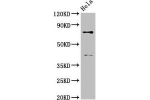Western Blot Positive WB detected in: Hela whole cell lysate All lanes: DVL2 antibody at 2. (DVL2 Antikörper  (AA 1-240))