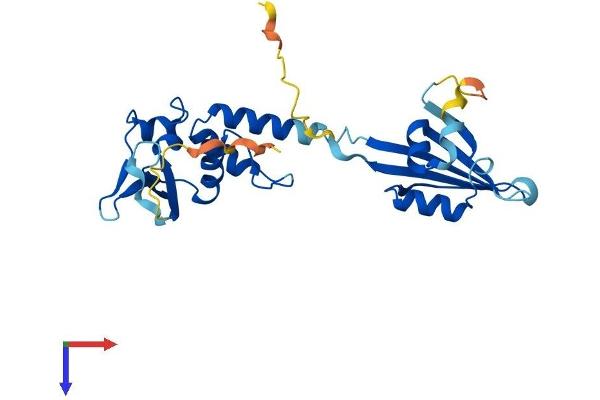 KCTD1 Protein (AA 1-257) (His tag)