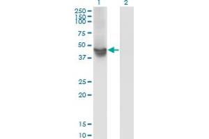 Western Blotting (WB) image for anti-WD Repeat Domain 4 (WDR4) (AA 1-266) antibody (ABIN564702)