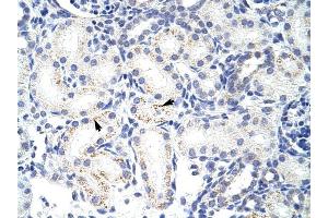 SNRPA1 antibody was used for immunohistochemistry at a concentration of 4-8 ug/ml to stain Epithelial cells of renal tubule (arrows) in Human Kidney. (SNRPA1 Antikörper  (C-Term))