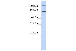 KIAA0892 antibody used at 1 ug/ml to detect target protein.