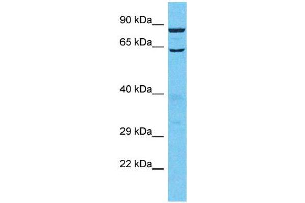 TTLL13 Antikörper  (C-Term)