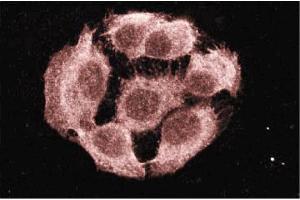 Immunofluorescence (IF) image for anti-Protein tyrosine Phosphatase, Non-Receptor Type 11 (PTPN11) (AA 1-177) antibody (ABIN968069)
