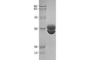 Validation with Western Blot