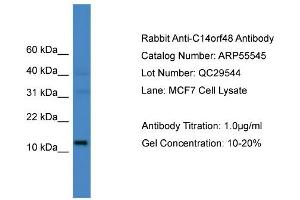 WB Suggested Anti-C14orf48  Antibody Titration: 0. (LINC00521 Antikörper  (N-Term))