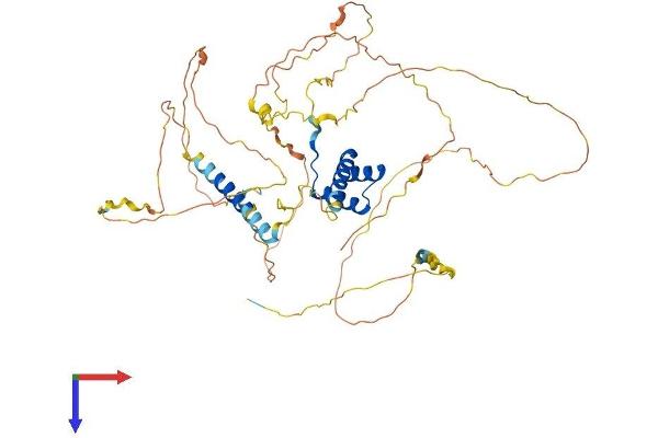 UNCX Protein (AA 1-531) (His tag)