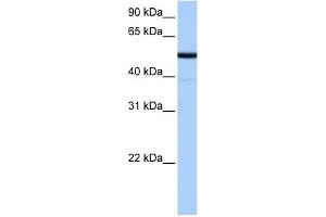 BTNL8 antibody used at 0. (BTNL8 Antikörper  (N-Term))