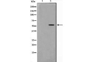 Western blot analysis on HepG2 cell lysate using PKNOX2 Antibody,The lane on the left is treated with the antigen-specific peptide. (PKNOX2 Antikörper  (C-Term))