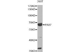 Western blot analysis of extracts of 293T cells, using PAX7 antibody. (PAX7 Antikörper)