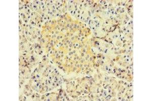 Immunohistochemistry of paraffin-embedded human pancreatic tissue using ABIN7167534 at dilution of 1:100 (RBPJ Antikörper  (AA 243-485))