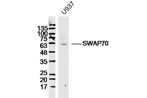 U937 lysates probed with SWAP70 Polyclonal Antibody, Unconjugated  at 1:300 dilution and 4˚C overnight incubation. (SWAP70 Antikörper  (AA 131-230))
