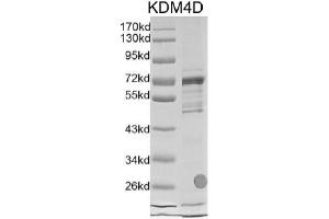 Western Blotting (WB) image for Lysine (K)-Specific Demethylase 4D (KDM4D) protein (DYKDDDDK Tag) (ABIN2669707)