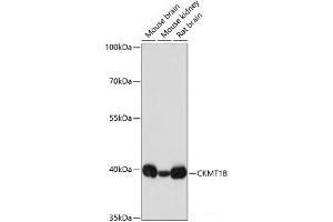 Western blot analysis of extracts of various cell lines using CKMT1B Polyclonal Antibody at dilution of 1:3000. (CKMT1B Antikörper)