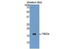 Western Blotting (WB) image for anti-Neurotrophin 3 (NTF3) (AA 130-255) antibody (ABIN3209312) (Neurotrophin 3 Antikörper  (AA 130-255))