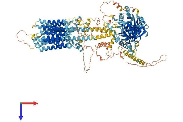 ADCY8 Protein (AA 1-1249) (His tag)