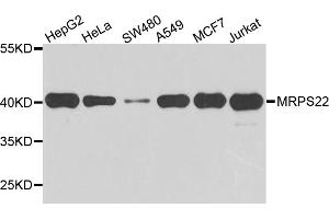 Western blot analysis of extracts of various cell lines, using MRPS22 antibody. (MRPS22 Antikörper)