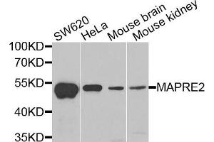 Western blot analysis of extracts of various cells, using MAPRE2 antibody. (MAPRE2 Antikörper)