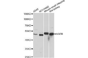Western blot analysis of extracts of various cell lines, using AGER antibody. (RAGE Antikörper)