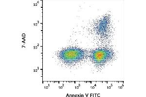Flow cytometry staining of apoptotic JURKAT cells with annexin V FITC and 7-AAD.