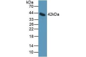 Western blot analysis of Mouse Serum. (IL11RA Antikörper  (AA 194-329))