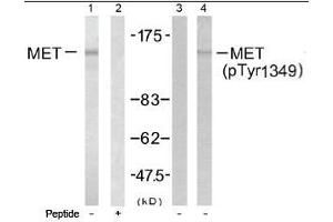 Image no. 1 for anti-Met Proto-Oncogene (MET) (Tyr1349) antibody (ABIN197478) (c-MET Antikörper  (Tyr1349))