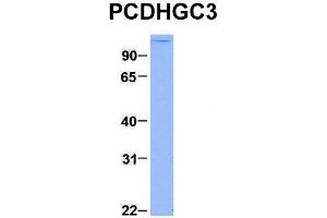 Host:  Rabbit  Target Name:  PCDHGC3  Sample Type:  293T  Antibody Dilution:  1. (Protocadherin gamma Subfamily C, 3 (PCDHGC3) (C-Term) Antikörper)