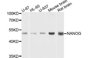 Western blot analysis of extracts of various cell lines, using NANOG antibody (ABIN5971662) at 1/1000 dilution. (Nanog Antikörper)