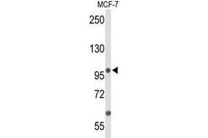 Western blot analysis of ANO7 Antibody (N-term) in MCF-7 cell line lysates (35µg/lane).