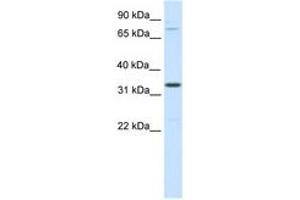 Image no. 1 for anti-Double Homeobox B-Like 1 (DUXBL1) (AA 241-290) antibody (ABIN6736077) (DUXBL1 Antikörper  (AA 241-290))
