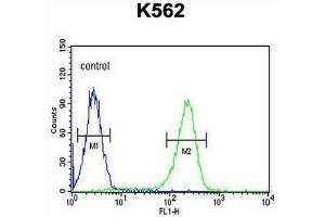 CXCR3 Antibody (Center) flow cytometric analysis of K562 cells (right histogram) compared to a negative control cell (left histogram).