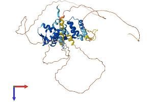 NAC1 Protein (AA 1-514) (His tag)