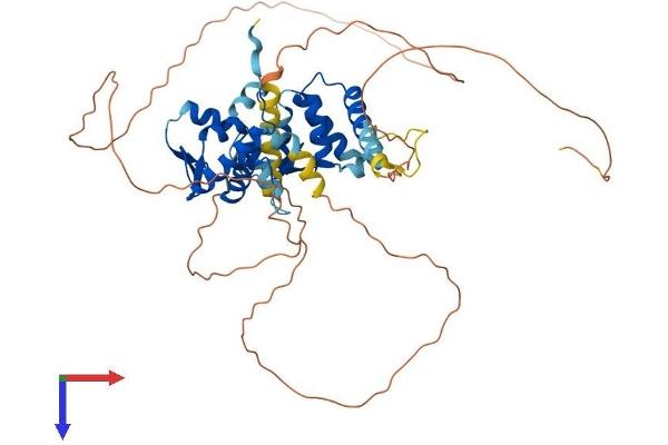 NAC1 Protein (AA 1-514) (His tag)