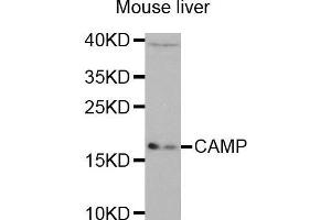 Western Blotting (WB) image for anti-Cathelicidin Antimicrobial Peptide (CAMP) (AA 31-170) antibody (ABIN6218724) (Cathelicidin Antikörper  (AA 31-170))