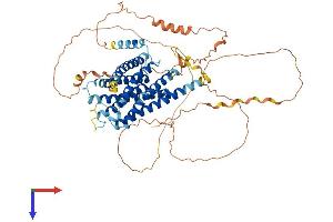 GPR153 Protein (AA 1-609) (His tag)