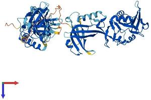 POT1 Protein (AA 1-634) (His tag)