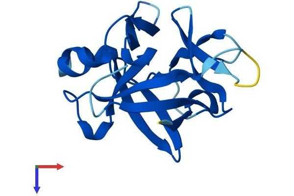 IL1F10 Protein (AA 1-152) (His tag)